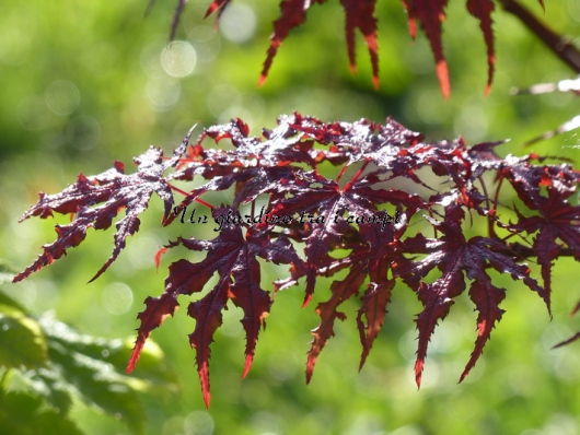 Acer palmatum "Purple Ghost"