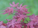 Acer palmatum "Purple Ghost"