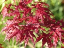 Acer palmatum "Purple Ghost"