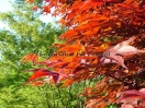 Acer palmatum "Red flash"