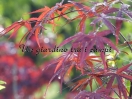 Acer palmatum "Red Falcon"