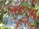 Acer palmatum "Red Falcon"