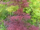 Acer palmatum "Red Falcon"