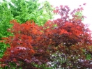 Acer palmatum "Red flash"