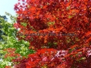 Acer palmatum "Red flash"