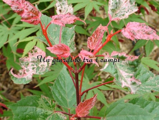 Acer xConspicuum "Red Flamingo"