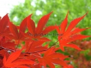 Acer palmatum "Red flash"