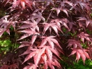 Acer palmatum "Red flash"