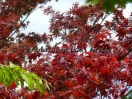 Acer palmatum "Red flash"