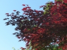 Acer palmatum "Red flash"