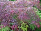 Acer palmatum "Red Pigmy"