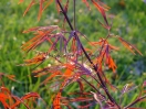 Acer palmatum "Red Pigmy"