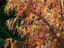 Acer palmatum "Red Pigmy"