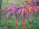 Acer palmatum "Red Pigmy"