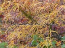 Acer palmatum "Red Pigmy"