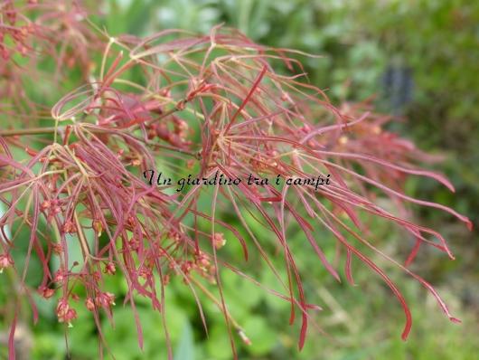 Acer palmatum "Red Pigmy"