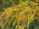 Acer palmatum "Red Pigmy"