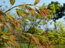 Acer palmatum "Ryoku ryuh"