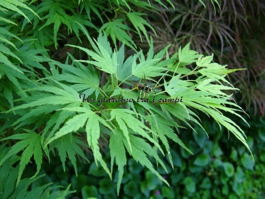 Acer palmatum "Ryoku ryuh"