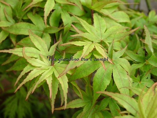 Acer palmatum "Ryuhzu"