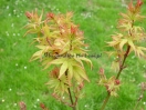 Acer palmatum "Ryuhzu"