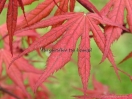 Acer palmatum "Rugose select"