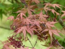 Acer palmatum "Rugose select"