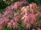 Acer palmatum "Rugose select"