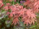 Acer palmatum "Rugose select"