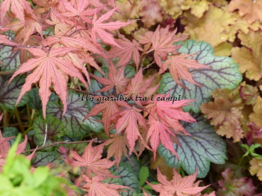 Acer palmatum "Rugose select"