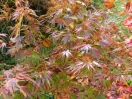 Acer palmatum "Ryoku ryuh"