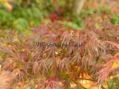 Acer palmatum "Ryoku ryuh"