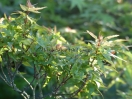 Acer palmatum "Ryuhzu"