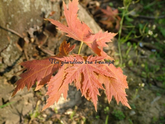 Acer saccharinum