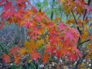 Acer palmatum "Samidare"