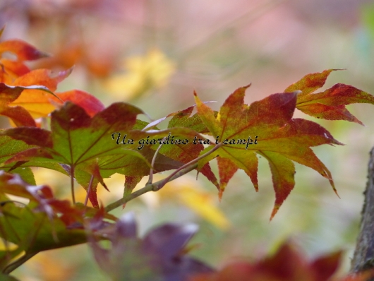 Acer palmatum "Samidare"