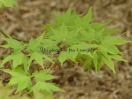 Acer palmatum "Samidare"