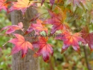 Acer palmatum "Samidare"