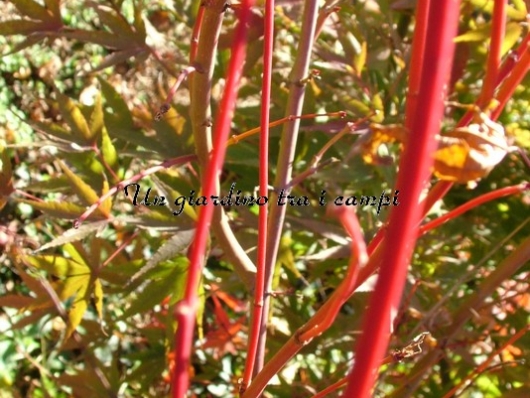 Acer palmatum "Sango kaku"