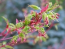 Acer palmatum "Sango kaku"