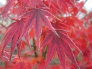 Acer palmatum "Sazanami"