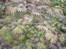 Acer palmatum "Sazanami"