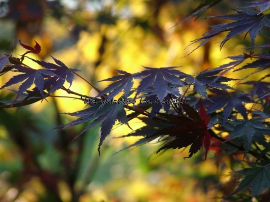 Acer palmatum "Sazanami"