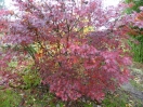 Acer palmatum "Sazanami"