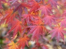 Acer palmatum "Sazanami"