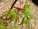 Acer palmatum "Seiryuh"