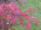 Acer palmatum "Seiryuh"