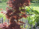 Acer palmatum "Shaina"