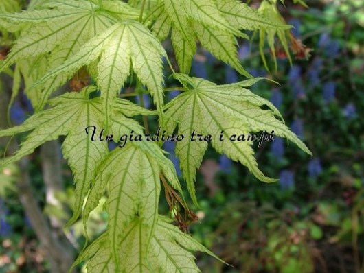 Acer palmatum "Shigitatsu sawa"