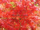 Acer palmatum "Shin deshoijoh"